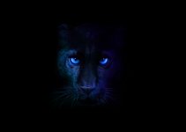 Intel Formally Launches Core Ultra Series 3 (Panther Lake) Laptops In Australia